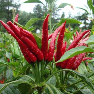 seedsGood Quality Pepper Bonsai Seeds for Sale Organic Vegetable Seeds Ornamental Plants Live Plants #7