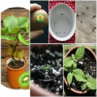 ◕Philippines Ready Stock 300Pcs KIWI Seeds Actinidia Vine Seeds Fruit Seeds Flower Seeds Vegetable B #7