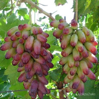 Grape Tree Giant Peak Grape Seedlings Climbing Vine Sunshine Rose Grape ...