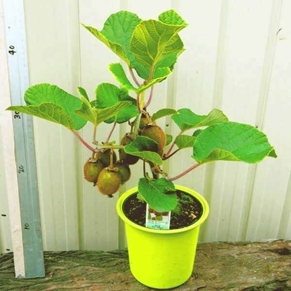 ◕Philippines Ready Stock 300Pcs KIWI Seeds Actinidia Vine Seeds Fruit Seeds Flower Seeds Vegetable B