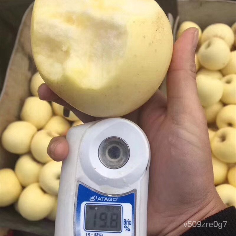 New Cream Fuji Apple Seedlings Large Dwarf Pot Field Cultivation South and North Planting Bear