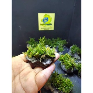 stone aquatic Live Plants for aquarium (lavarock)