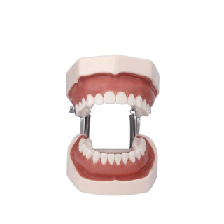 Dental Model Full Mouth Removable Standard Teeth For Nissin Training In Denttal Teaching Practice #6