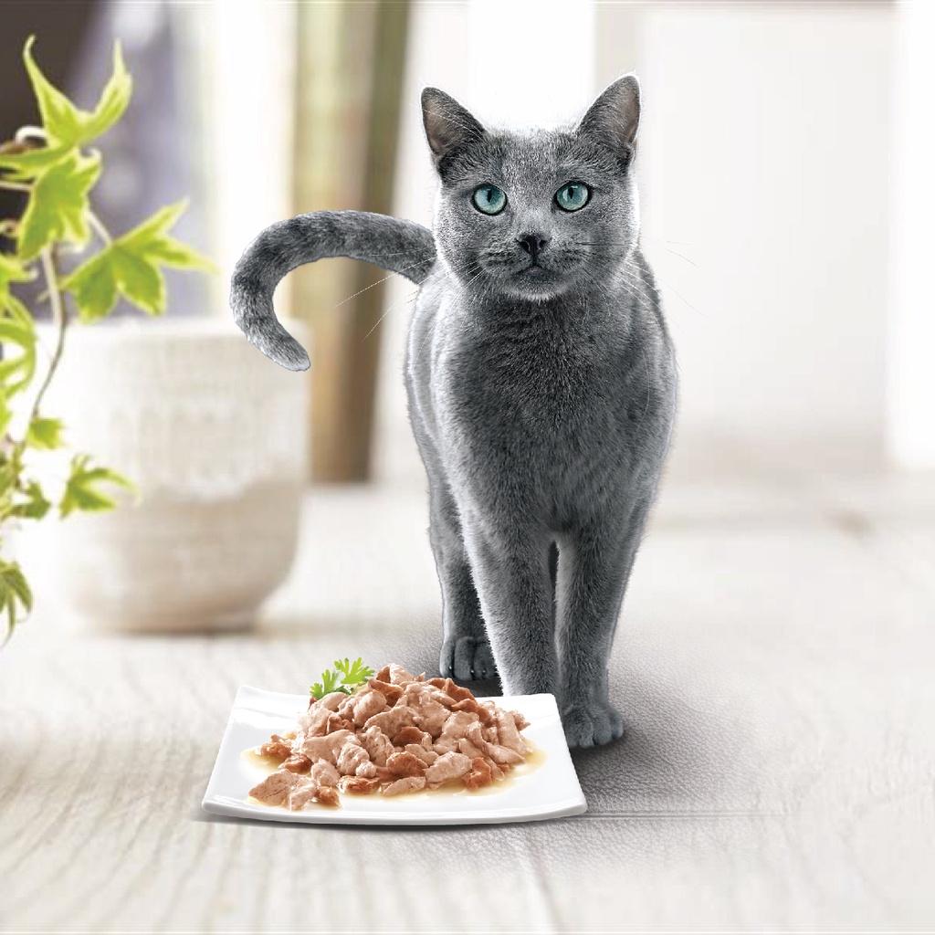 (hot)SHEBA Wet Food for Cats – Chicken Flavor Cat Food Wet (24-Pack), 70g. #6