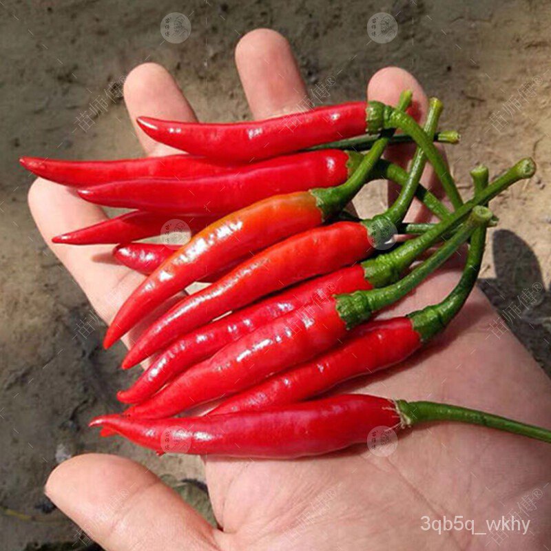 seedsGood Quality Pepper Bonsai Seeds for Sale Organic Vegetable Seeds Ornamental Plants Live Plants