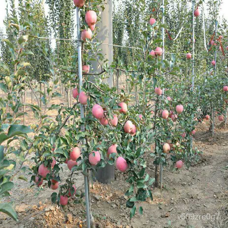 Apple Seedlings Grafting Extra Large Homes South and North Planting Garden Apple Sapling Trees