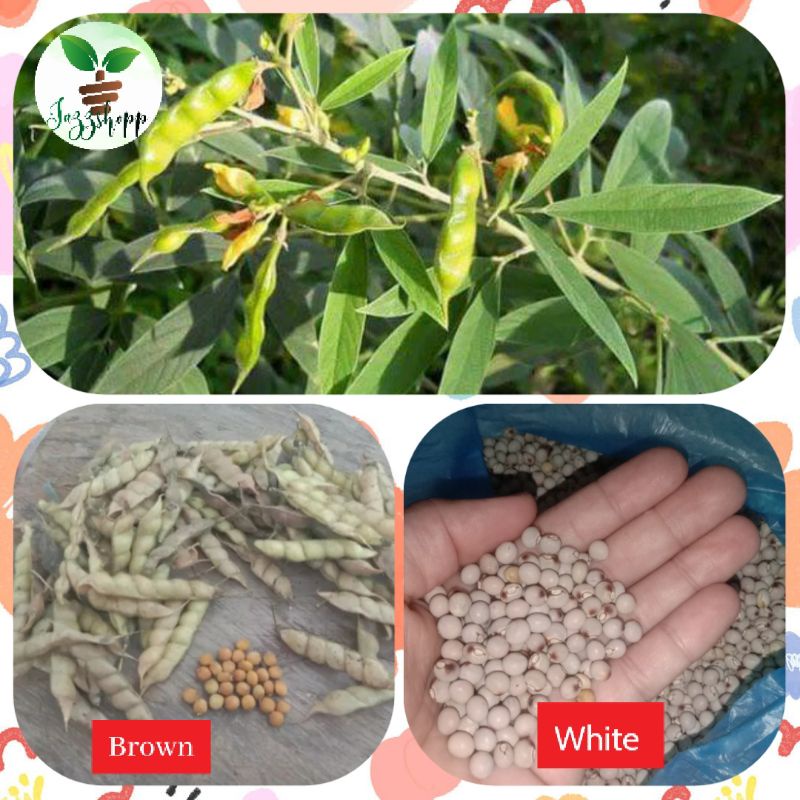 Kadyos/kardis /pigeon pea Seeds for planting New Harvest mabango po