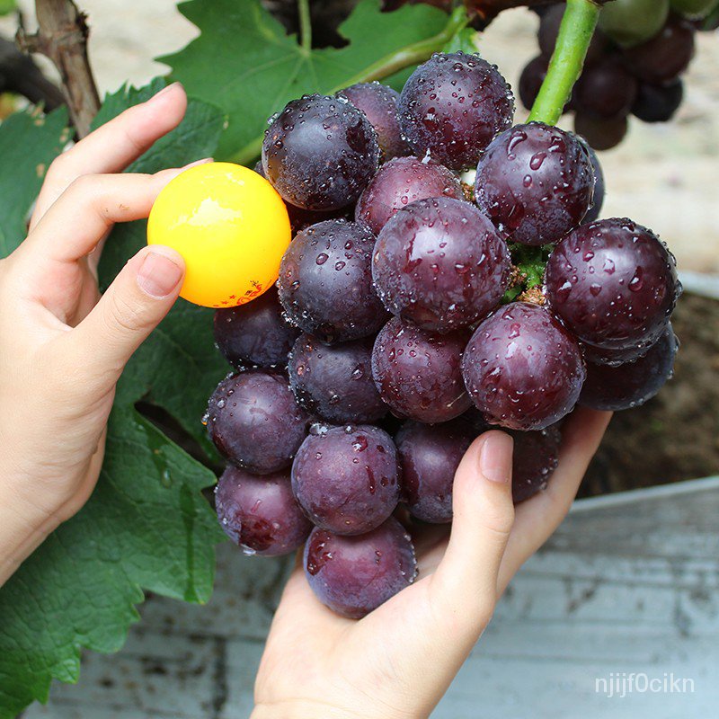 Sapphire Grape Tree South North Planting Large Climbing Vine Fruit Tree