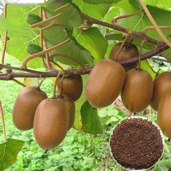 ◕Philippines Ready Stock 300Pcs KIWI Seeds Actinidia Vine Seeds Fruit Seeds Flower Seeds Vegetable B