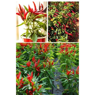 seedsGood Quality Pepper Bonsai Seeds for Sale Organic Vegetable Seeds Ornamental Plants Live Plan00 #6