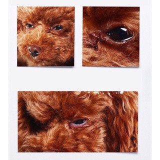 Cuttie Pettie 200PCS/Box Pet Eye Wet Wipes Cat Dog Tear Stain Remover Pet Cleaning Paper Tissue #5