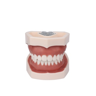 Dental Model Full Mouth Removable Standard Teeth For Nissin Training In Denttal Teaching Practice #7
