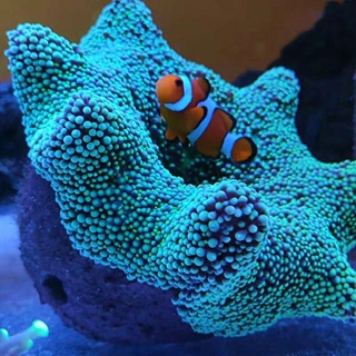 Royal Anemone Nest Pacifier Cup Anemone Anti-running Nest House Coral Jar Fish Tank Landscaping Deco #1
