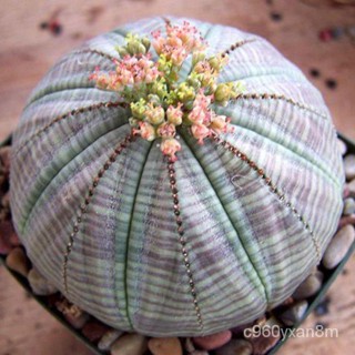 Spot 100% plump seeds[Seedhot]100pcs/Bag Cactus Seeds Bonsai Perennial Rare Succulent Plants Office  #4