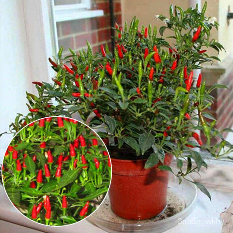 seedsGood Quality Pepper Bonsai Seeds for Sale Organic Vegetable Seeds Ornamental Plants Live Plants