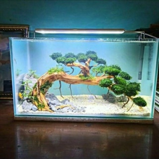 aquarium bonsai tree (random design)