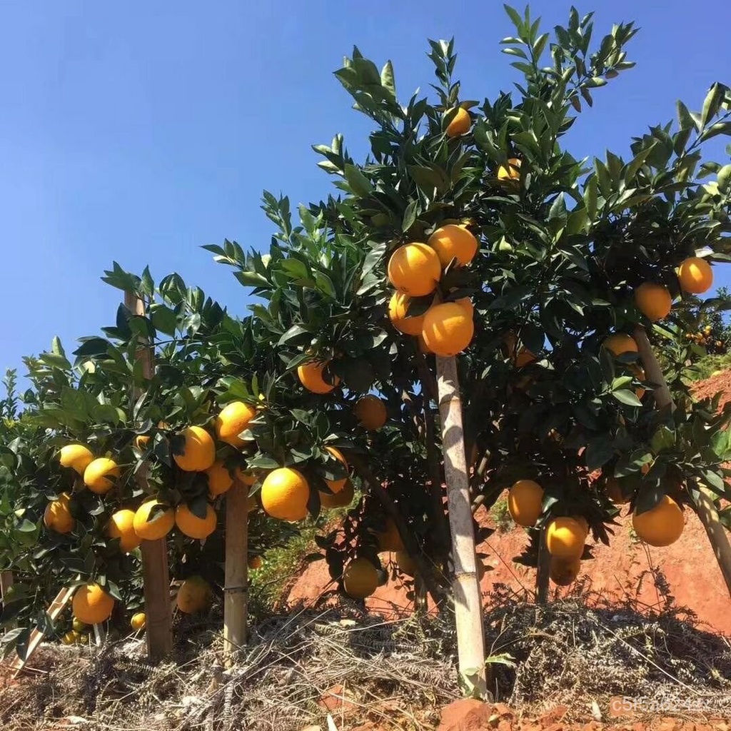 Gannan Navel Orange Seedlings Newhall Navel Orange Seedlings Grafting