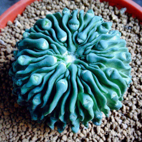 Spot 100% plump seeds[Seedhot]100pcs/Bag Cactus Seeds Bonsai Perennial Rare Succulent Plants Office 