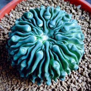 Spot 100% plump seeds[Seedhot]100pcs/Bag Cactus Seeds Bonsai Perennial Rare Succulent Plants Office  #2