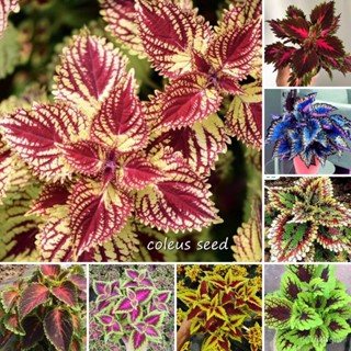 seeds[100% Mayana ] 100 Seeds Rainbow Coleus Seeds for Sale Bonsai Rare Mayana Seeds for Planting Fl #1