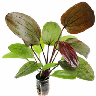 ❀❈Echinodorus ozelot red (1 rhizome ) aquatic plant