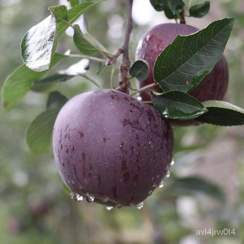 Black Diamond Apple Sapling Grafting New Varieties of Apple Seedlings Extra Large South and
