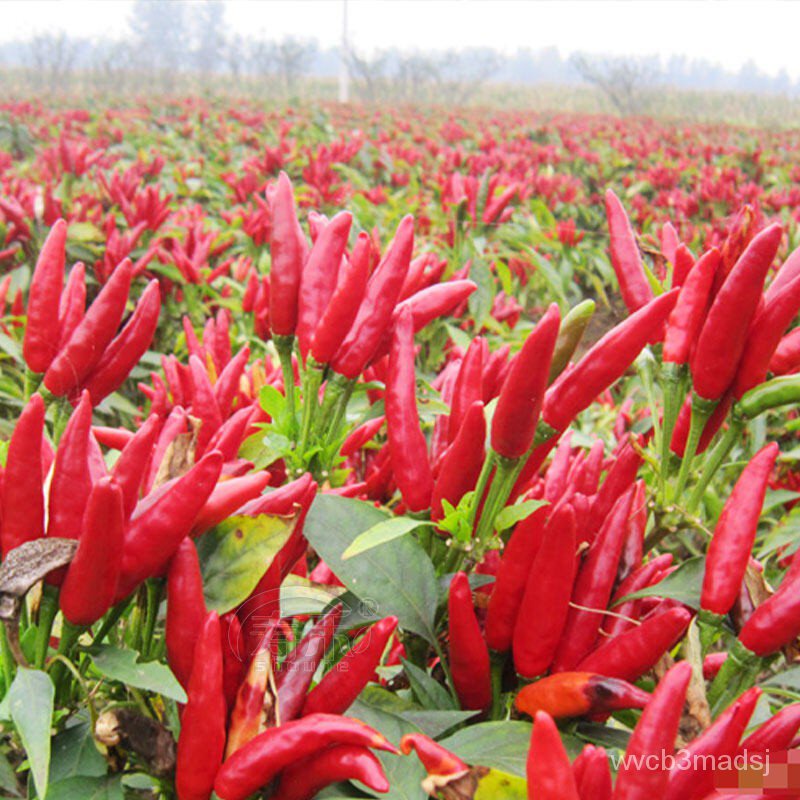 seedsGood Quality Pepper Bonsai Seeds for Sale Organic Vegetable Seeds Ornamental Plants Live Plan00