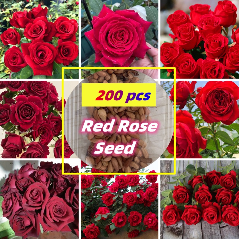 50PCS Red Rose Seeds for Planting Red Rose Flower Seeds for Gardening Bonsai Potted Rose