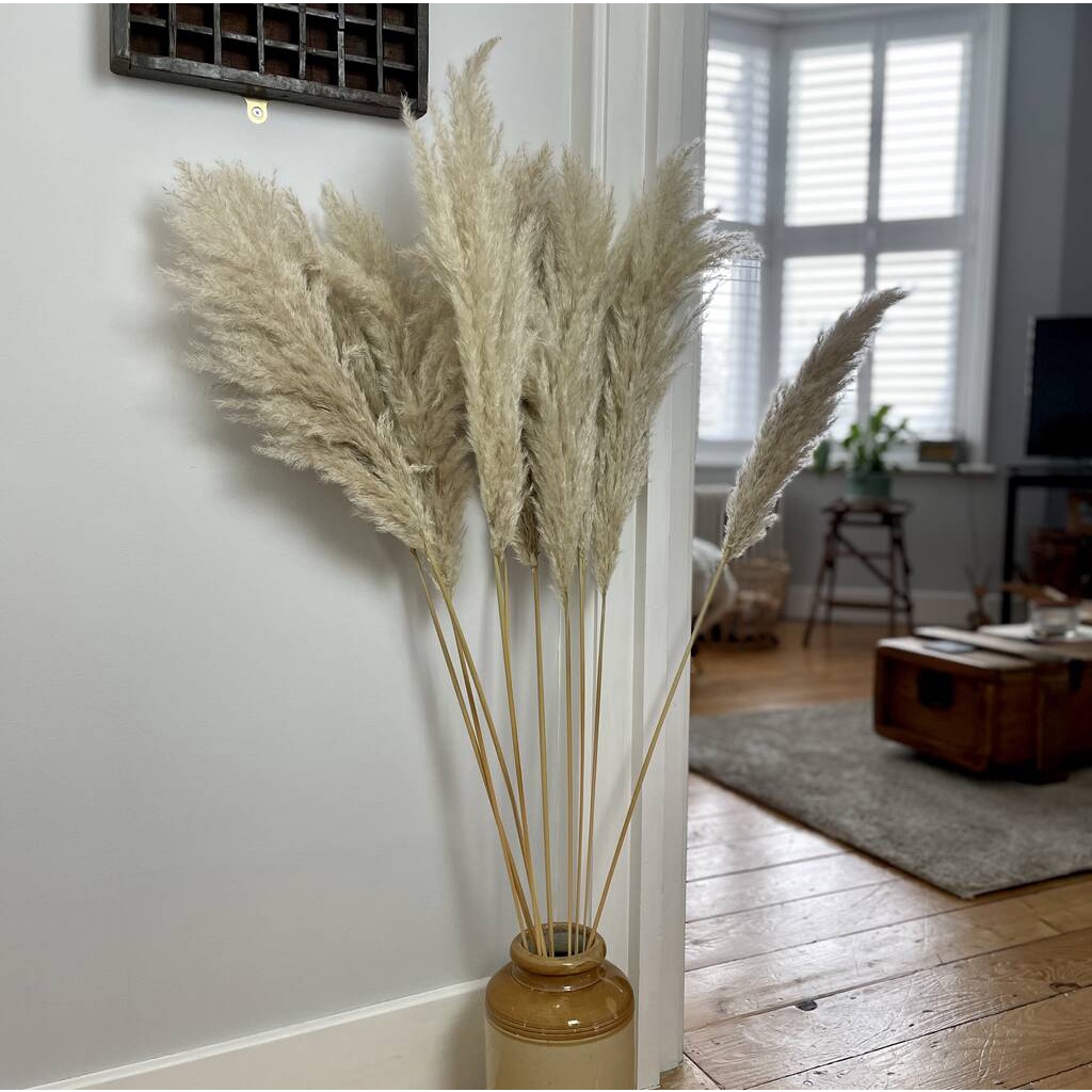 Pampas Dried Flowers Shopee Philippines