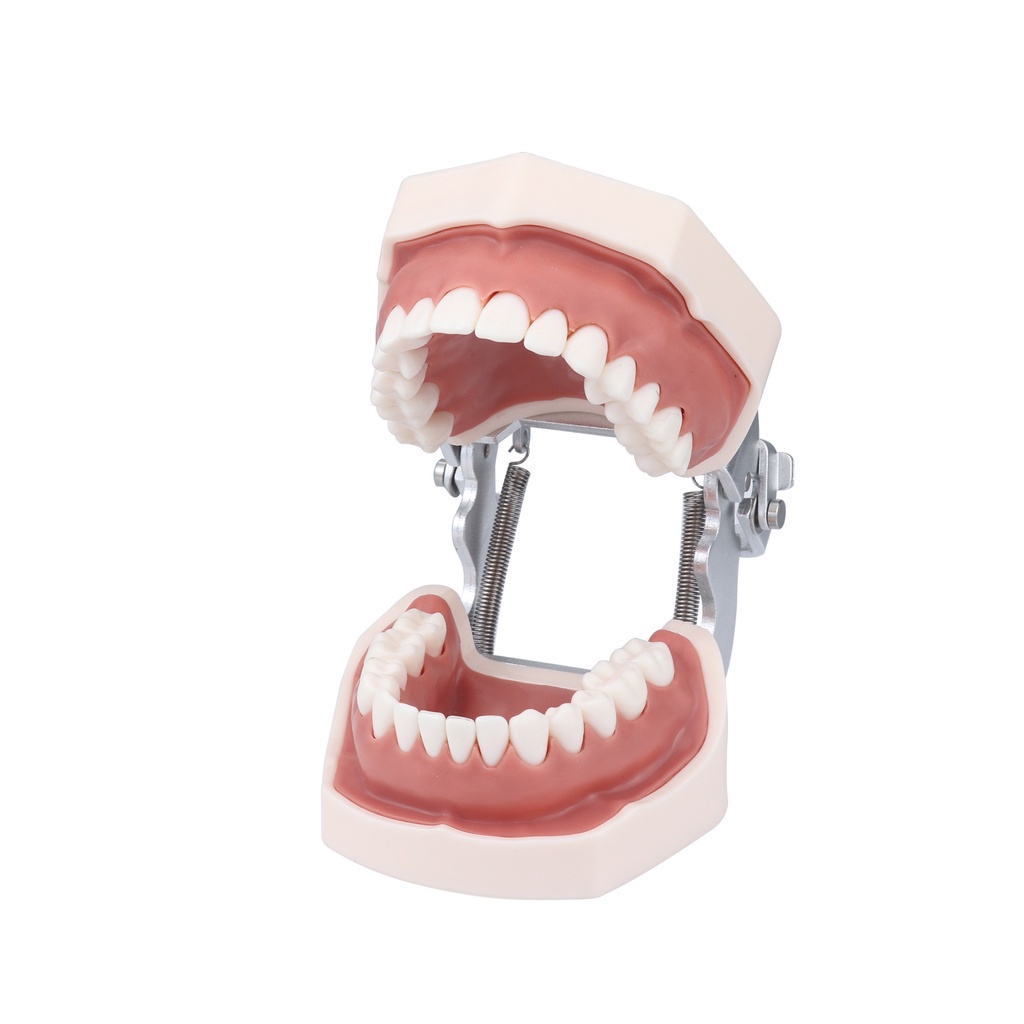 Dental Model Full Mouth Removable Standard Teeth For Nissin Training In Denttal Teaching Practice