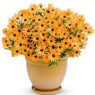 ◆[Fast Germination] Philippines Ready Stock 100 PCS South African Marigold Seeds Mixed Colors Flowe #8