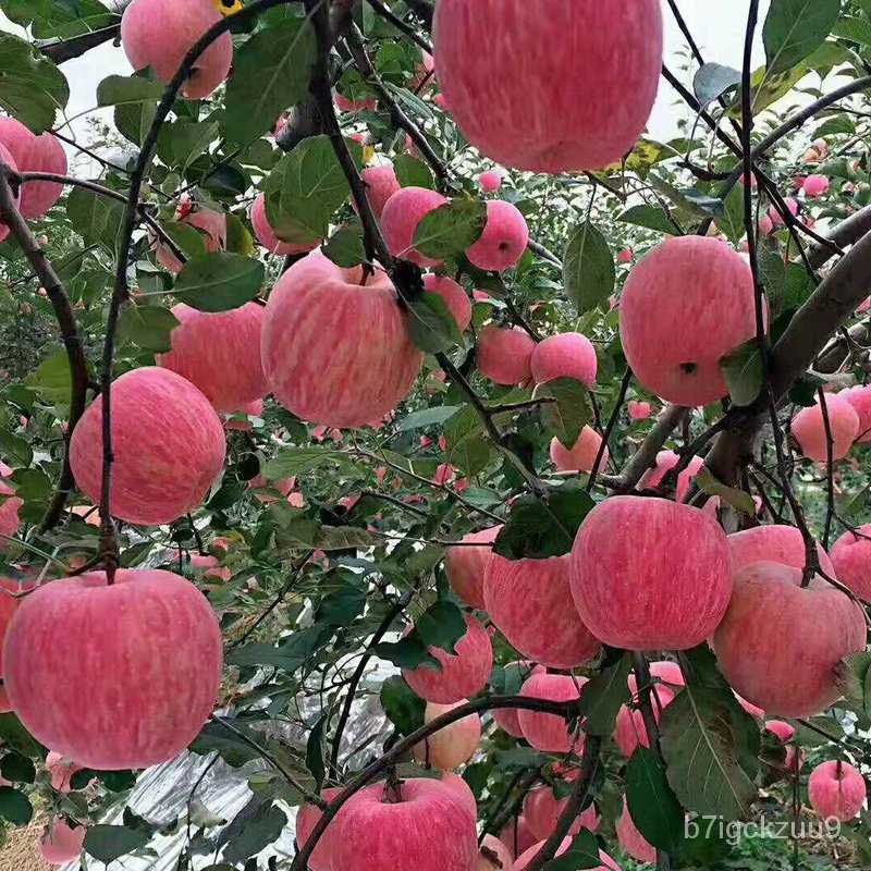 Apple Tree Fruit Seedling Potted Grafting Seedlings Dwarf Field