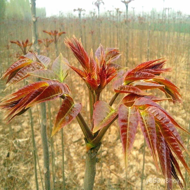 Toona Sinensis Seedling Potted Plant Field Cultivation South and North