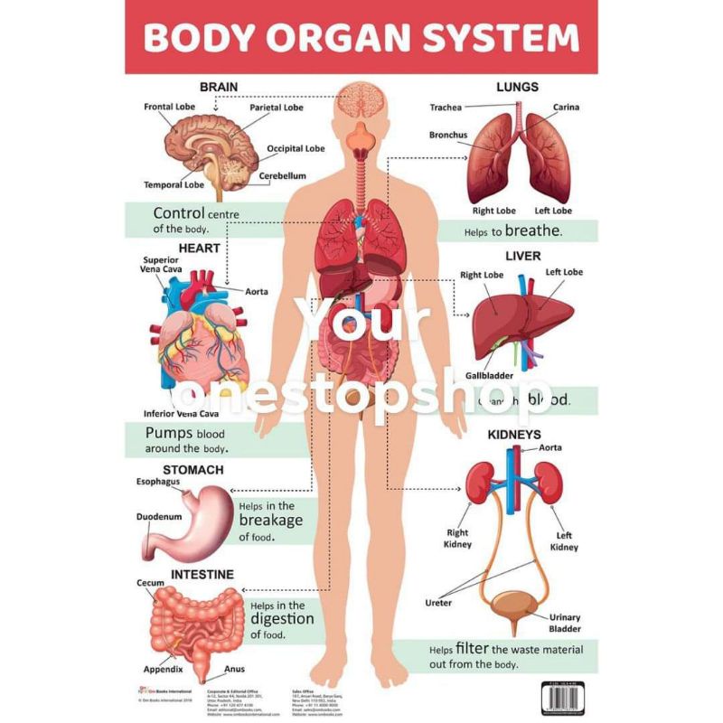 LAMINATED BODY ORGAN SYSTEM 1PC. | Shopee Philippines