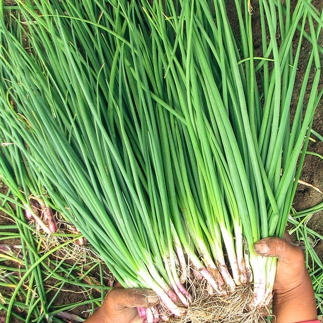 FAMILIFE (1000 seeds) Vegetable Scallion Spring Onion Seeds/Green Onion Scallion Seeds/Sibuyas
