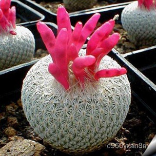 Spot 100% plump seeds[Seedhot]100pcs/Bag Cactus Seeds Bonsai Perennial Rare Succulent Plants Office  #1