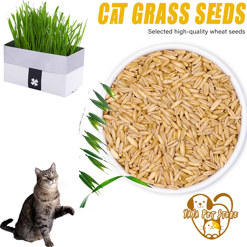 P-4540013200029 エイムクリエイツ GREEN Labo Dog ＆ Cat Grass Seeds 犬と猫が好きな草のタネ 200g  その他犬用品
