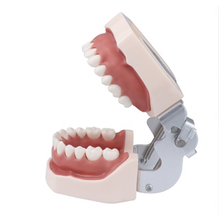 Dental Model Full Mouth Removable Standard Teeth For Nissin Training In Denttal Teaching Practice #3