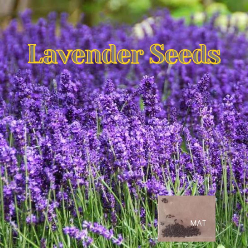 Lavander Seeds - Lavandula Angustifolia - Flower seeds | Shopee Philippines