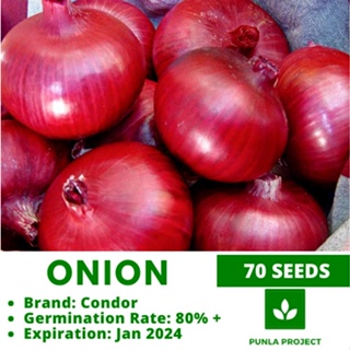 Onion 70 seeds Red Colorado vegetable repacked seeds gardening