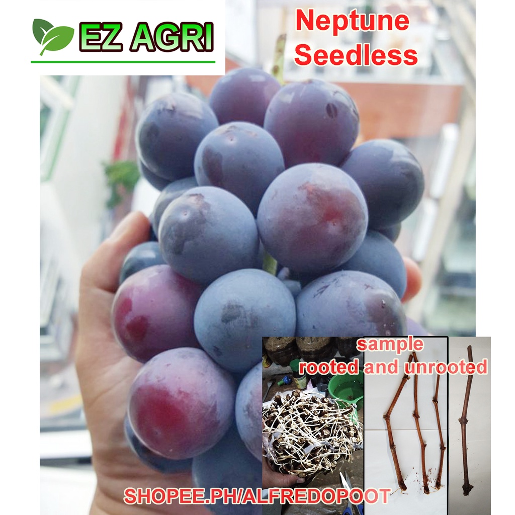 Rooted Grapes cuttings Red, black ribier, green brazillian, blue red