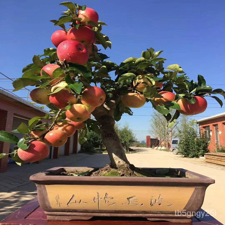 Dwarf Potted Apple Seedlings with Fruit Field Cultivation Indoor South and North Planting