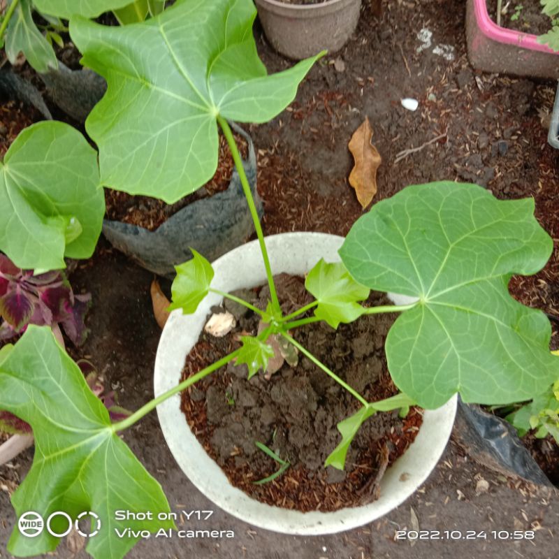 Tuba - Tuba rooted plant for sale | Shopee Philippines