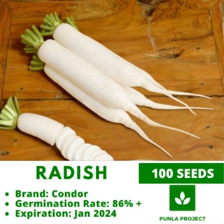 LABANOS 100pcs Radish Nagcarlan vegetable repacked seeds