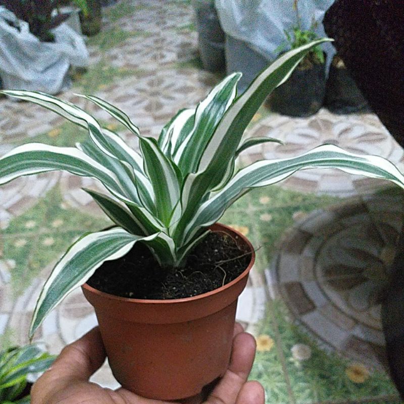 Dracaena White Bird live plant | Shopee Philippines