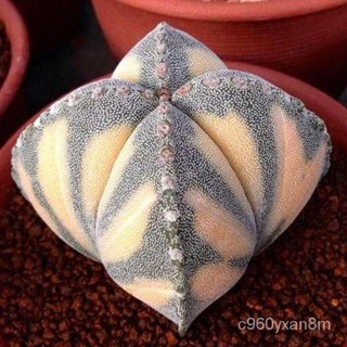 Spot 100% plump seeds[Seedhot]100pcs/Bag Cactus Seeds Bonsai Perennial Rare Succulent Plants Office  #8