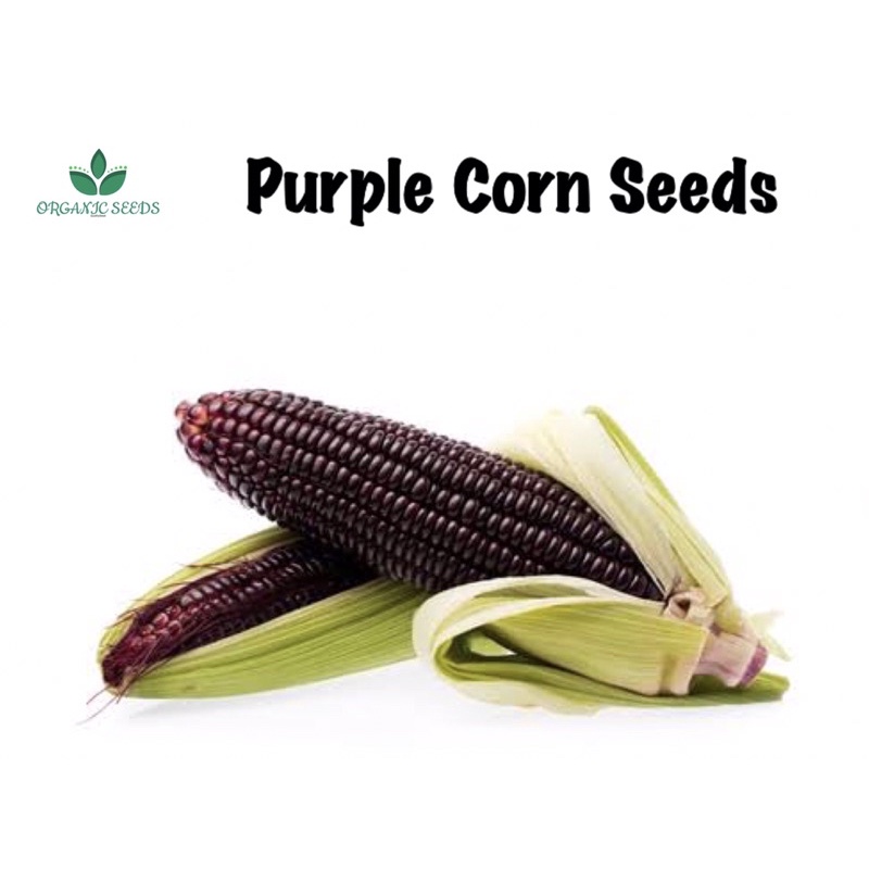 Purple Sweet Corn Hybrid 10pcs Seeds (1pack) 