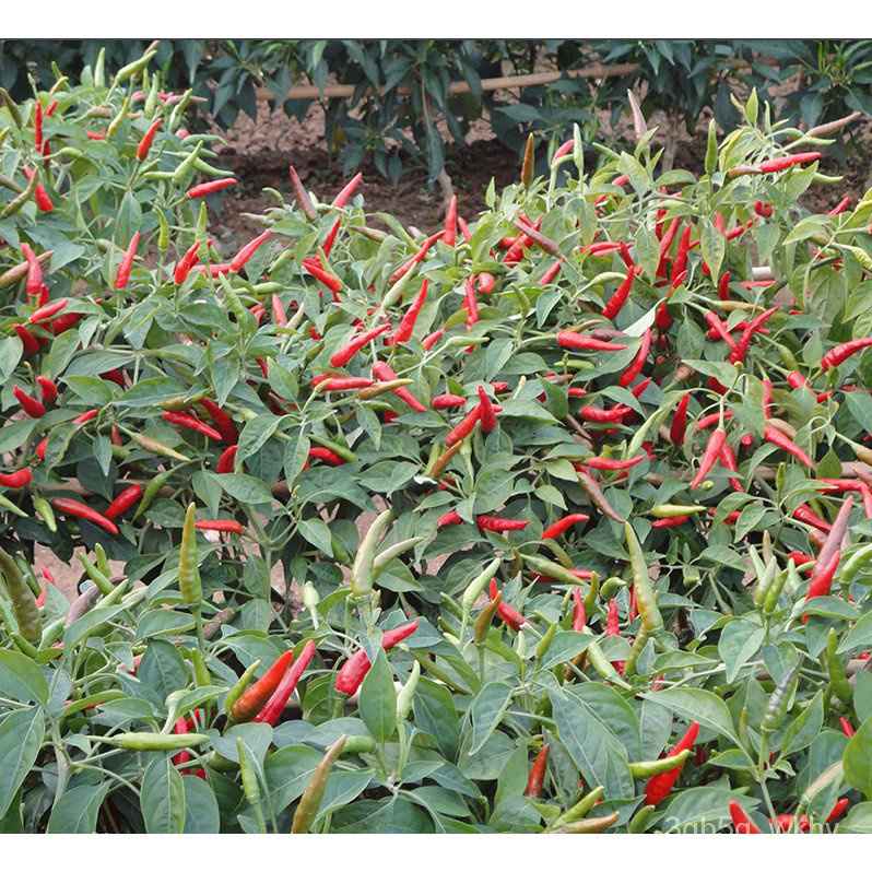 seedsGood Quality Pepper Bonsai Seeds for Sale Organic Vegetable Seeds Ornamental Plants Live Plants