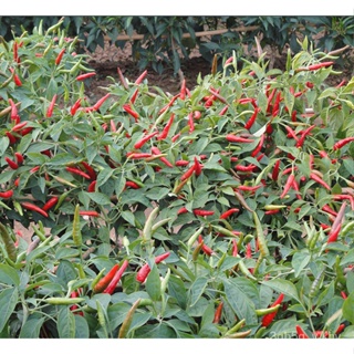 seedsGood Quality Pepper Bonsai Seeds for Sale Organic Vegetable Seeds Ornamental Plants Live Plants #4