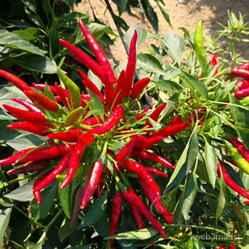 seedsGood Quality Pepper Bonsai Seeds for Sale Organic Vegetable Seeds Ornamental Plants Live Plan00